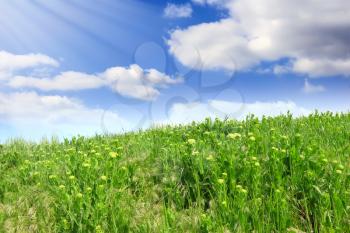 Landscape- green grass, the blue sky and white clouds