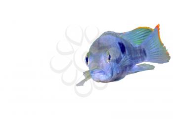 Aquarium Fish dwarf Cichlid.  (Apistogramma nijsseni). Isolated over white