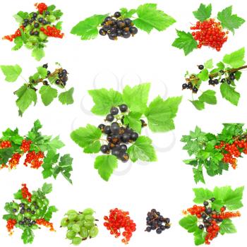 Collage(collection) of berrys - red and black currant, with leaf on white background. Isolated