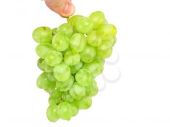 Branch of green grapes  in hand. Isolated over white