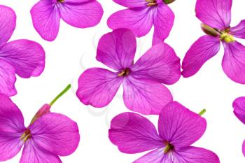 A lot of  violet flowers.Closeup on white background. Isolated