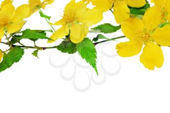 Kerria  Japonica   Yellow wildflowers isolated on white background.