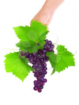 Branch of black grapes hold in hand with green leaf. Isolated