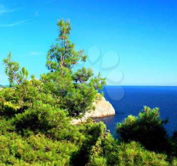  South part of Crimea peninsula, beach   landscape. Pine.