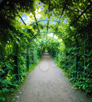 Green archway in a garden. 