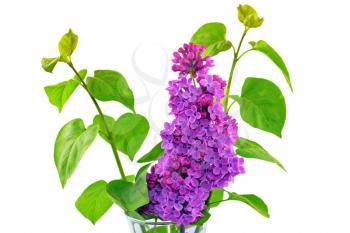 Beautiful   Lilac in the Vase. Isolated over white.
