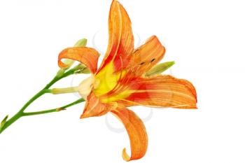 Tiger(striped) lilies on white background. Isolated.