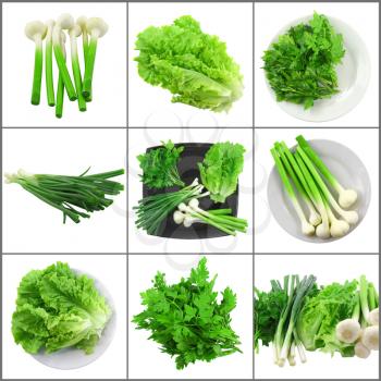 Set of young vegetable- onion, garlic, parsley and letuce.Isolated