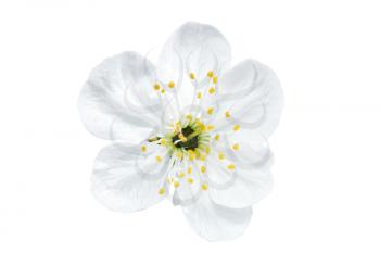 Single flower of cherry.  Isolated on white background