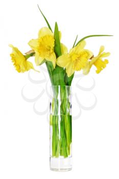Beautiful spring flowers in vase: orange narcissus (Daffodil). Isolated over white. 