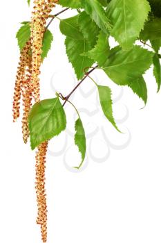 Birch catkins isolated on white background . 