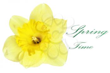 Beautiful spring single flower: yellow narcissus (Daffodil). Isolated over white. 