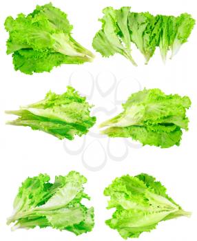 Collage (set) of fresh Leaf of lettuce . Isolated over white