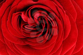 Beautiful red  rose flower. Closeup.
