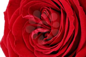Beautiful red  rose flower. Closeup.