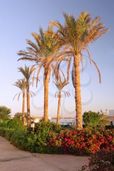 Early morning and palm-tree .  Sunrise.  Egypt