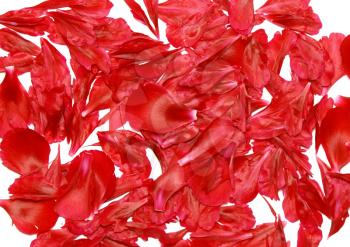 Texture background- rose petal. Close- Up.Isolated