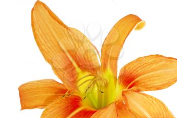Tiger(striped) lilies on white background. Isolated.