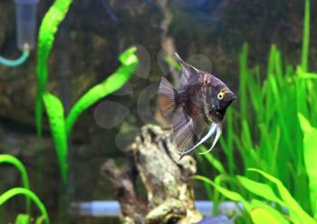 Aquarium Fish-  Black Scalare in water.