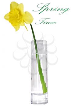 
Beautiful spring single flower: yellow narcissus (Daffodil). Isolated over white. 

