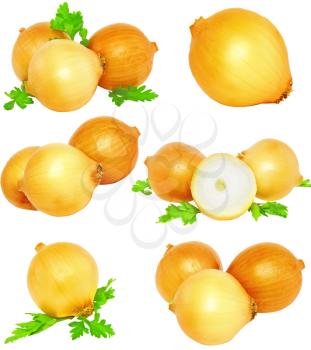 Collection (set) of onion, decorating of parsley . Isolated over white