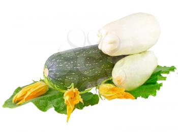 Black  vegetable  marrow with green foliage and yellow blossom on white background. Isolated over white