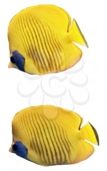 Masked Butterfly Fish. Isolated over white  background.