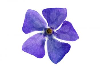 Single violet flower.Closeup on white background. Isolated.
