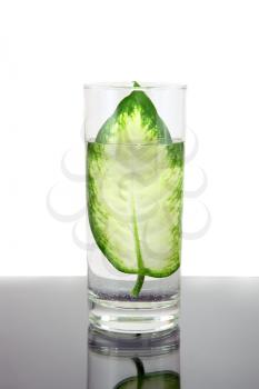 Ecology -green leaf in glass of water . Conceptual.