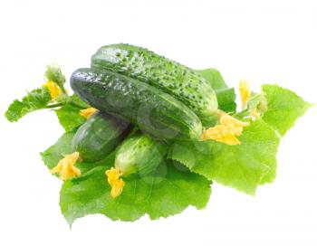 Fresh  cucumbers on  with green leaf and yellow blossom cluster. Isolated over white.