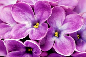 Beautiful Bunch of Lilac close-up .