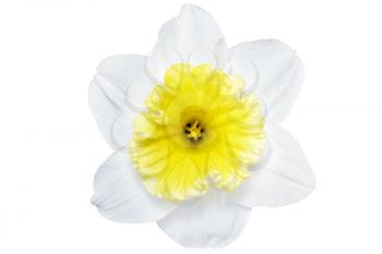 
Beautiful spring single flower: white  narcissus (Daffodil). Isolated over white. 
