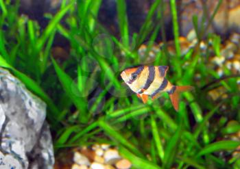 Single aquarium fish-Barbus-five-banded barb. (Barbus pentazona)