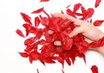 A rose petals in a hands. Isolated