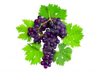 Branch of black grapes with green leaf. Isolated over white