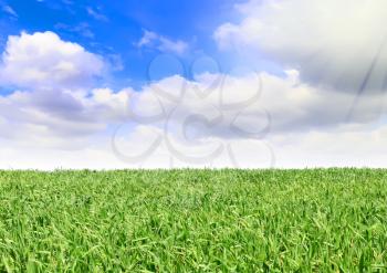 Landscape- green grass, the blue sky and white clouds