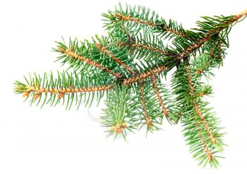 Fresh green fir branches .Isolated on white background