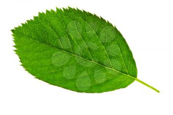 Single   green leaf isolated on white background.