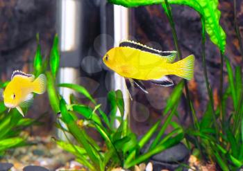 Aquarium Fish- Cichlid Hummingbird Yellow.(Labidochromis caeruleus)