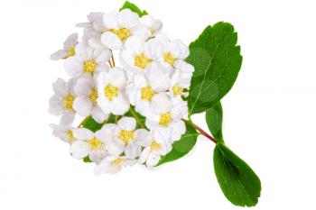 Beautiful white flowering shrub Spirea aguta (Brides wreath). Isolated.