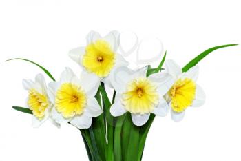 Beautiful spring flowers: yellow-white narcissus (Daffodil). Isolated over white. 
