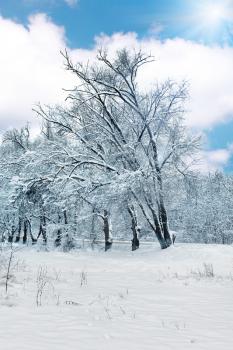 The snow-covered forest in sunny day