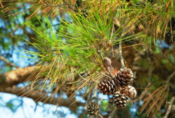 Pine branch with cones. Focus on cones.
