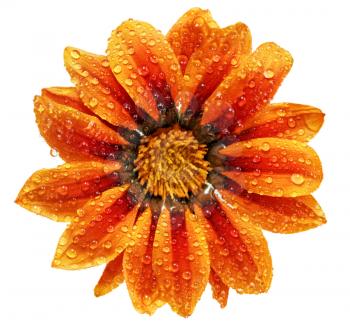 Single flower of tiger Gazania with drops. (Splendens genus asteraceae).Isolated
