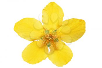 Single Marsh Marigold  Yellow wildflowers isolated