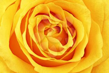 Beautiful yellow rose flower. Сloseup.