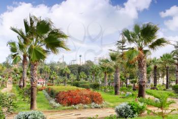 Royal Park Montazah, Alexandria. Egypt. Mediterranean pine.