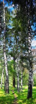 Birch forest. Birch Grove. White birch trunks