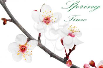 Branch with blossoms. Isolated on white background