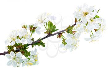 Branch of sprig with blossoms. Isolated on white background